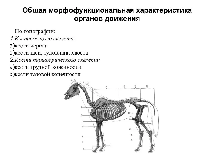 Общая морфофункциональная характеристика органов движения По топографии: Кости осевого скелета: кости