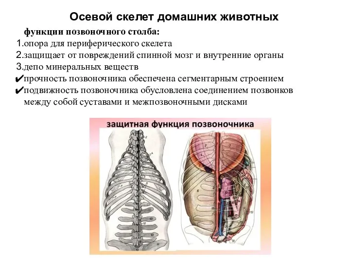 Осевой скелет домашних животных функции позвоночного столба: опора для периферического скелета