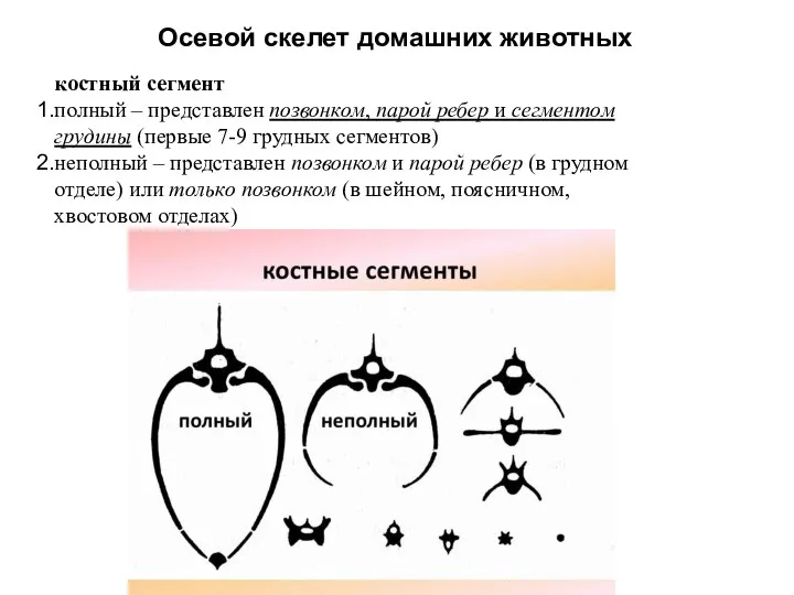 Осевой скелет домашних животных костный сегмент полный – представлен позвонком, парой