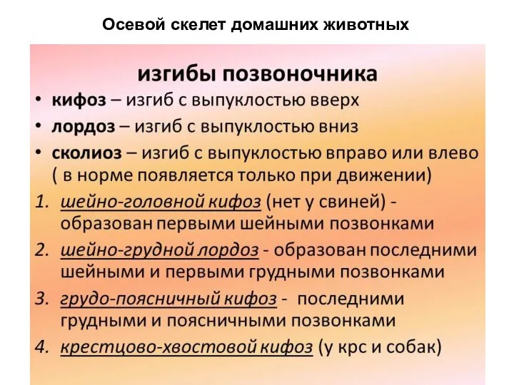 Осевой скелет домашних животных