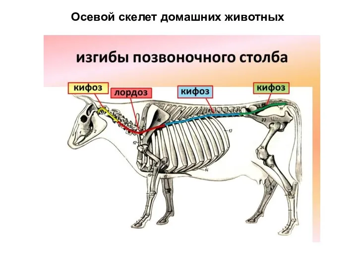 Осевой скелет домашних животных