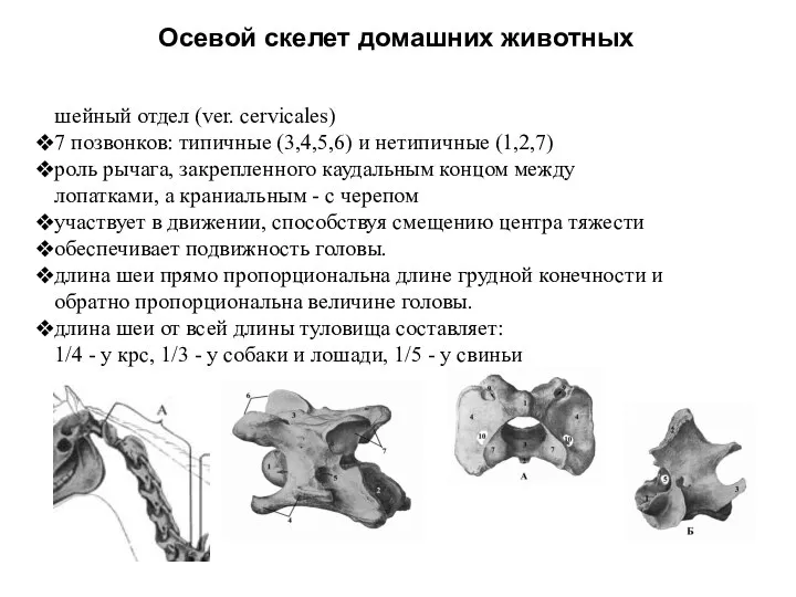 Осевой скелет домашних животных шейный отдел (ver. cervicales) 7 позвонков: типичные