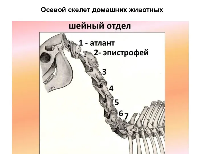 Осевой скелет домашних животных