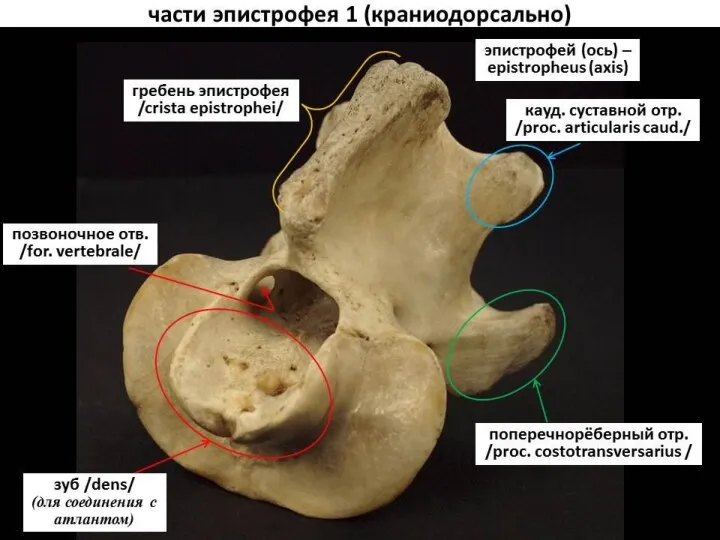 Осевой скелет домашних животных