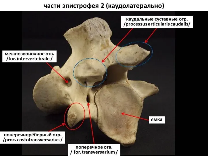 Осевой скелет домашних животных