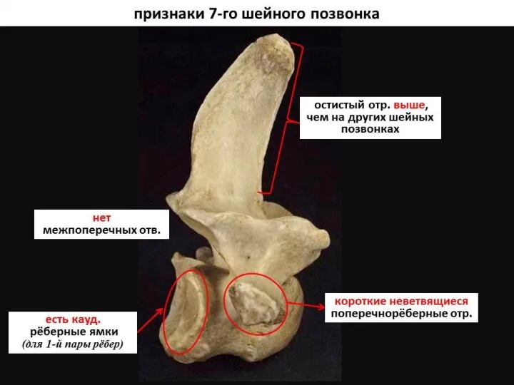 Осевой скелет домашних животных