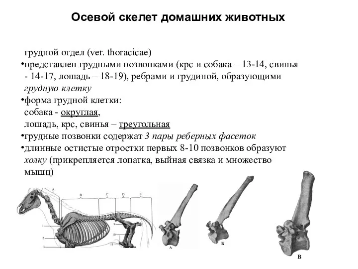 Осевой скелет домашних животных грудной отдел (ver. thoracicae) представлен грудными позвонками