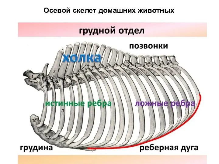 Осевой скелет домашних животных