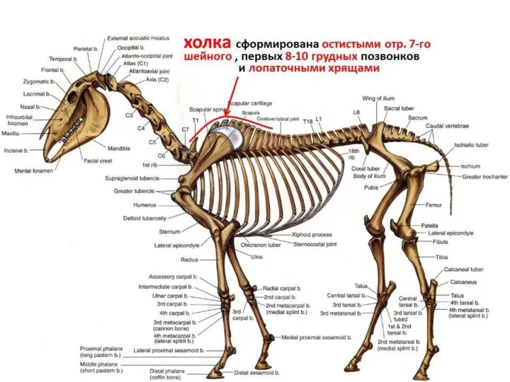 Осевой скелет домашних животных