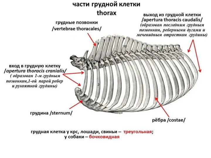 Осевой скелет домашних животных