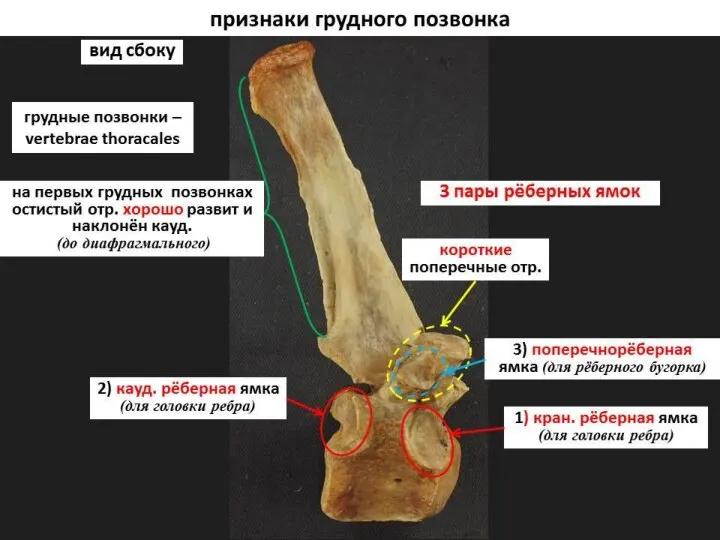 Осевой скелет домашних животных