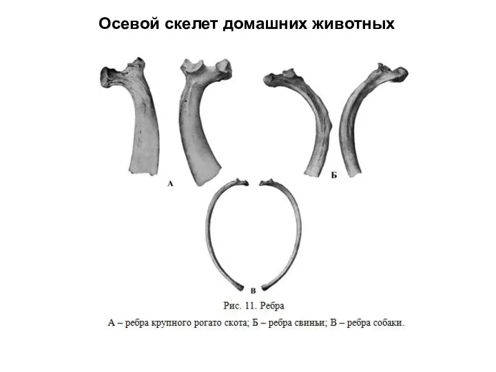 Осевой скелет домашних животных