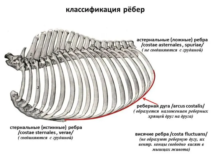 Осевой скелет домашних животных