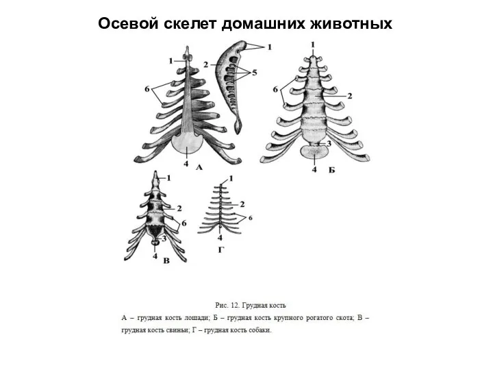 Осевой скелет домашних животных