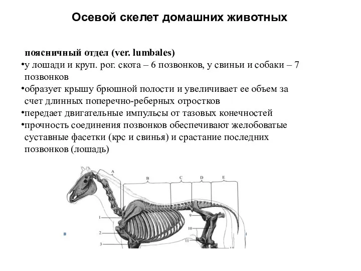 Осевой скелет домашних животных поясничный отдел (ver. lumbales) у лошади и