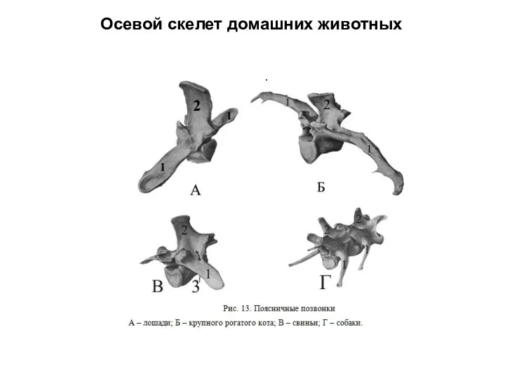 Осевой скелет домашних животных