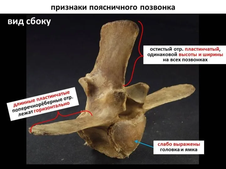 Осевой скелет домашних животных