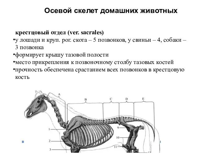 Осевой скелет домашних животных крестцовый отдел (ver. sacrales) у лошади и