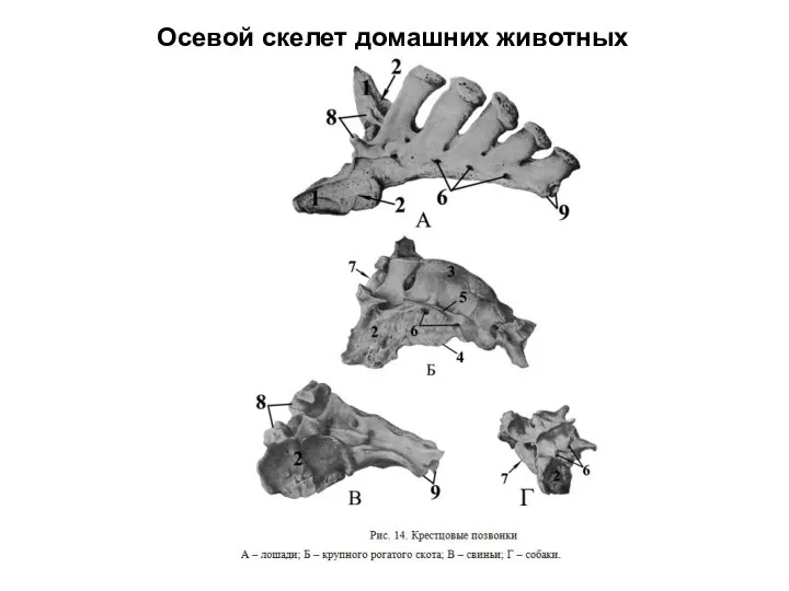 Осевой скелет домашних животных