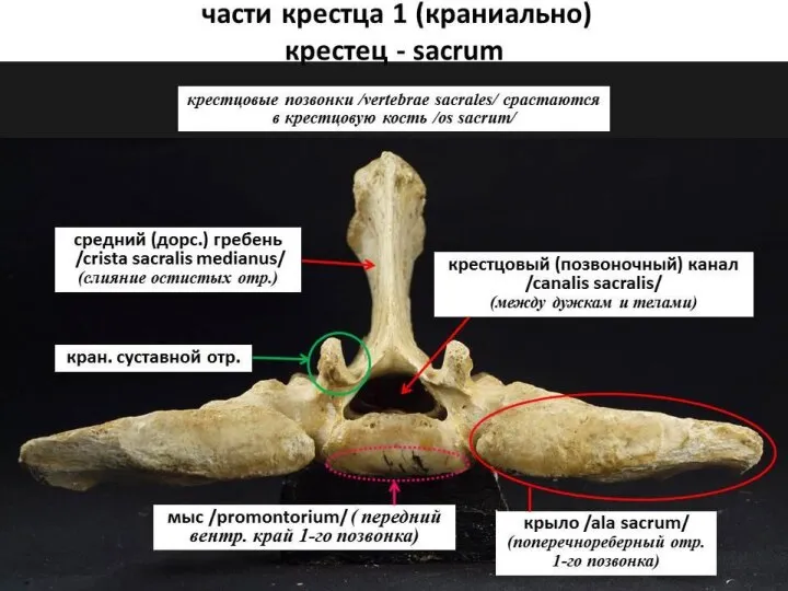 Осевой скелет домашних животных