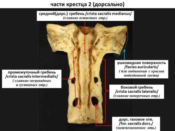 Осевой скелет домашних животных