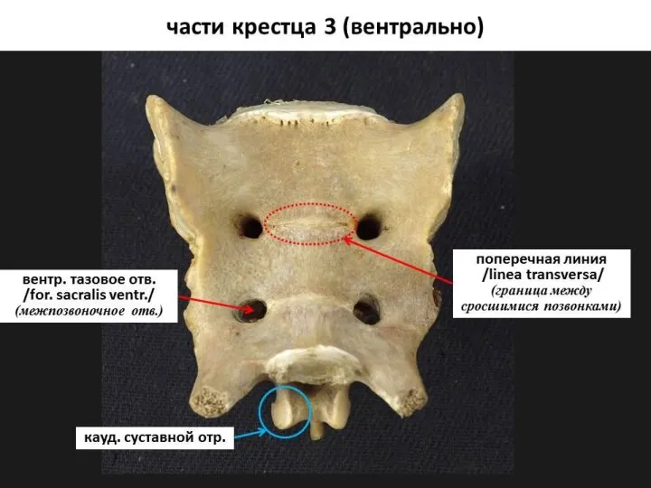 Осевой скелет домашних животных