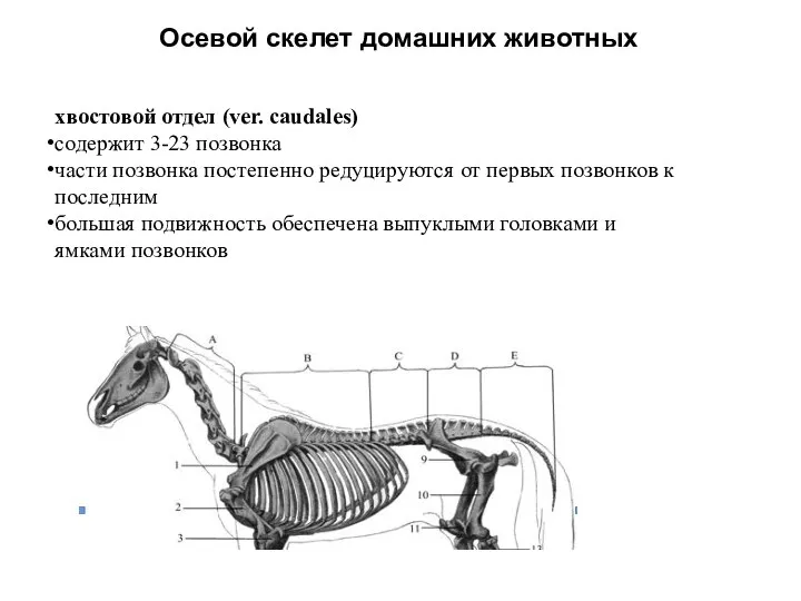 Осевой скелет домашних животных хвостовой отдел (ver. caudales) содержит 3-23 позвонка