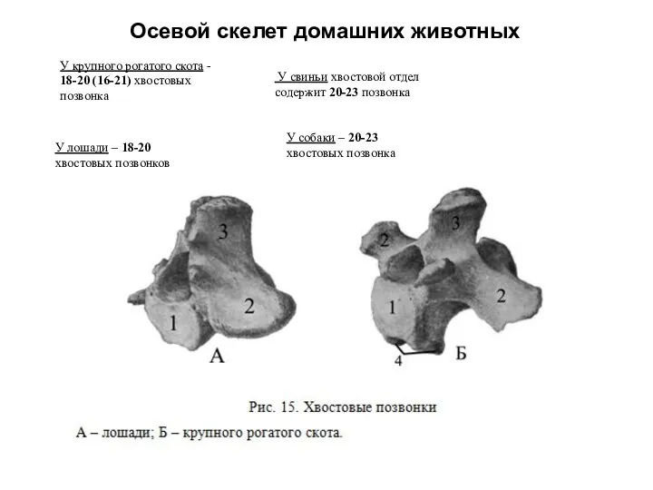 Осевой скелет домашних животных У крупного рогатого скота - 18-20 (16-21)