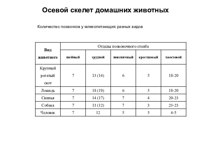 Осевой скелет домашних животных Количество позвонков у млекопитающих разных видов