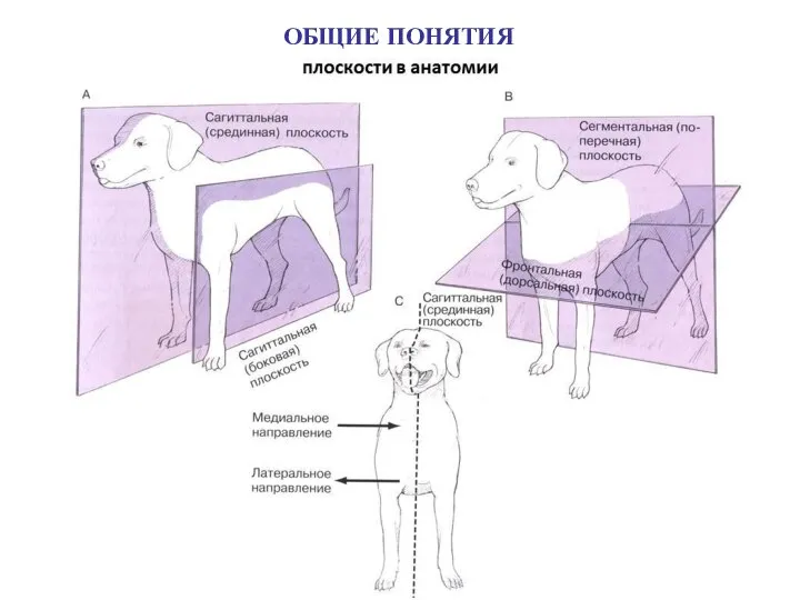 ОБЩИЕ ПОНЯТИЯ