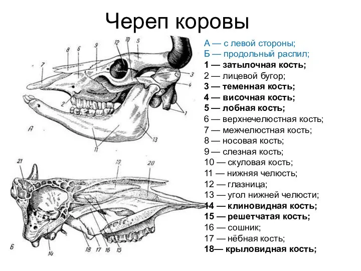 Череп коровы А — с левой стороны; Б — продольный распил;