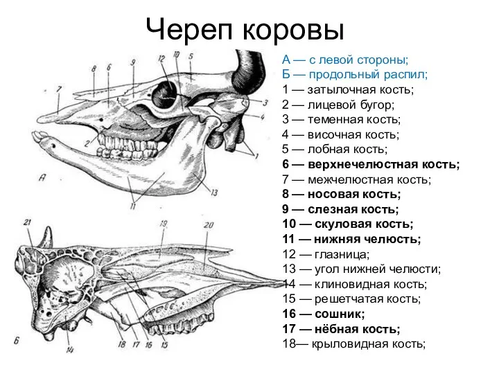 Череп коровы А — с левой стороны; Б — продольный распил;