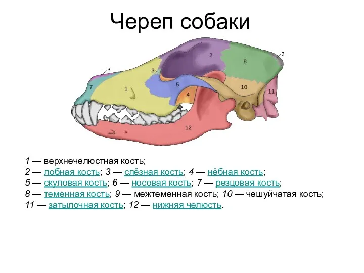 Череп собаки 1 — верхнечелюстная кость; 2 — лобная кость; 3