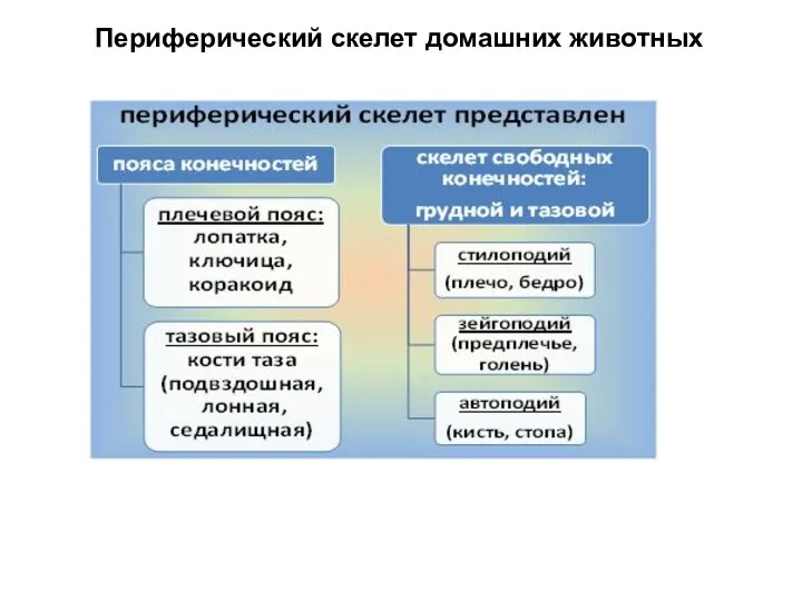 Периферический скелет домашних животных