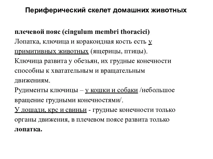 Периферический скелет домашних животных плечевой пояс (cingulum membri thoracici) Лопатка, ключица