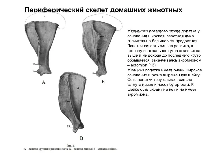 Периферический скелет домашних животных У крупного рогатого скота лопатка у основания