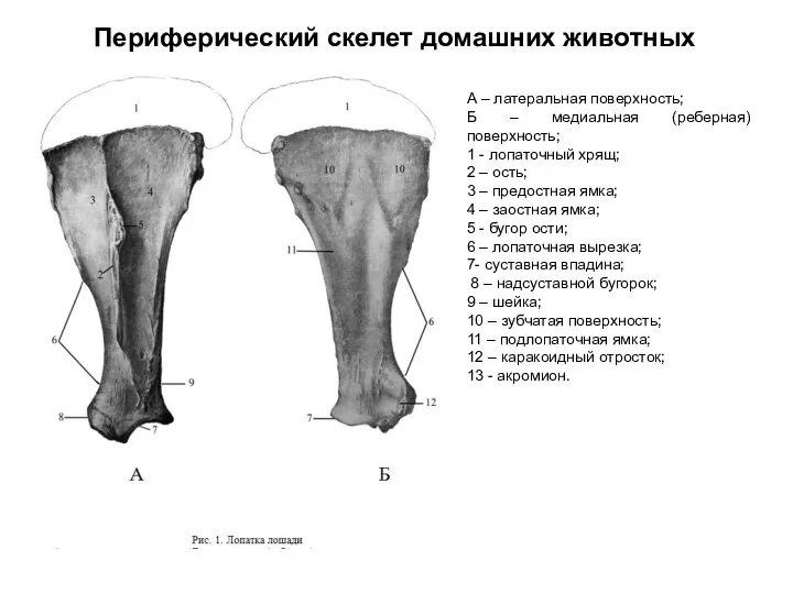 Периферический скелет домашних животных А – латеральная поверхность; Б – медиальная