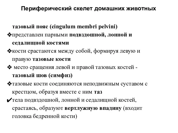 Периферический скелет домашних животных тазовый пояс (cingulum membri pelvini) представлен парными