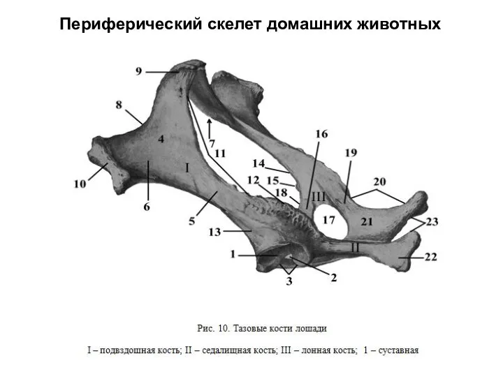 Периферический скелет домашних животных