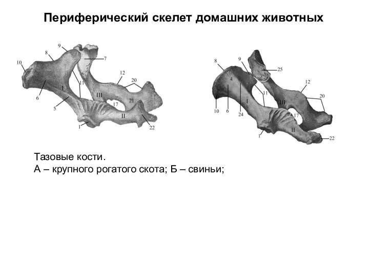 Периферический скелет домашних животных Тазовые кости. А – крупного рогатого скота; Б – свиньи;