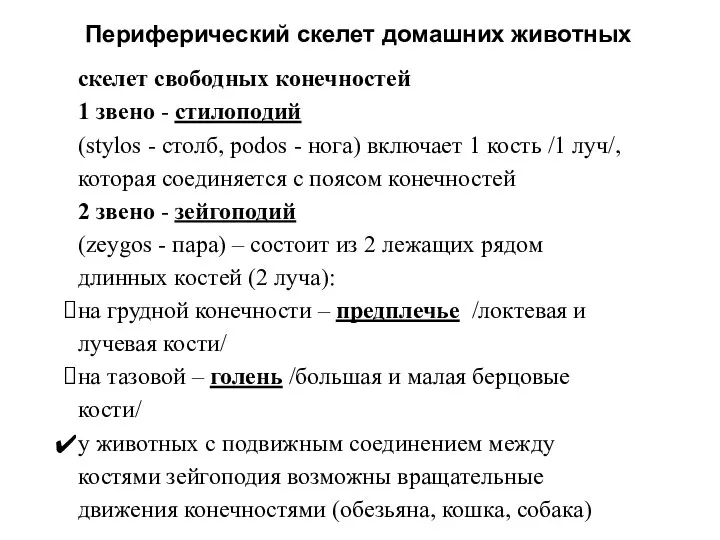 Периферический скелет домашних животных скелет свободных конечностей 1 звено - стилоподий