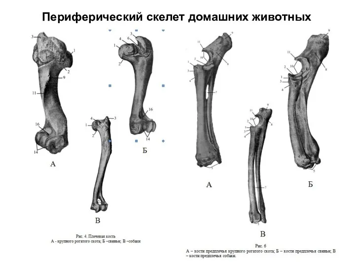 Периферический скелет домашних животных