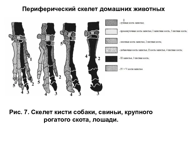 Периферический скелет домашних животных Рис. 7. Скелет кисти собаки, свиньи, крупного рогатого скота, лошади.