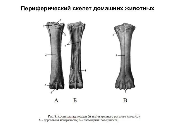 Периферический скелет домашних животных