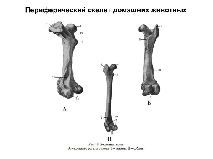 Периферический скелет домашних животных