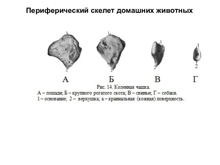 Периферический скелет домашних животных