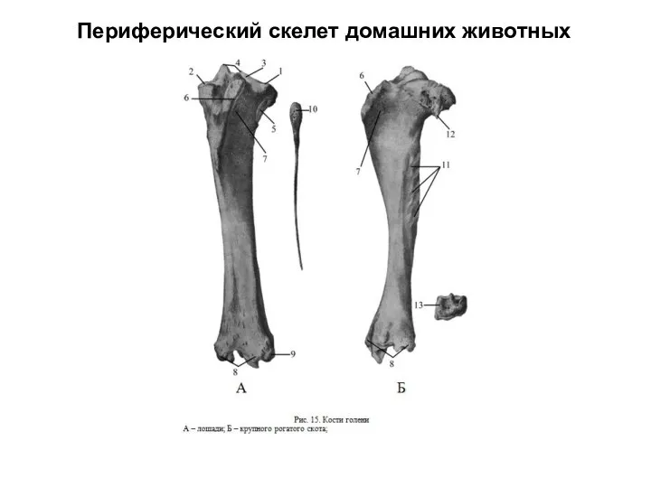 Периферический скелет домашних животных