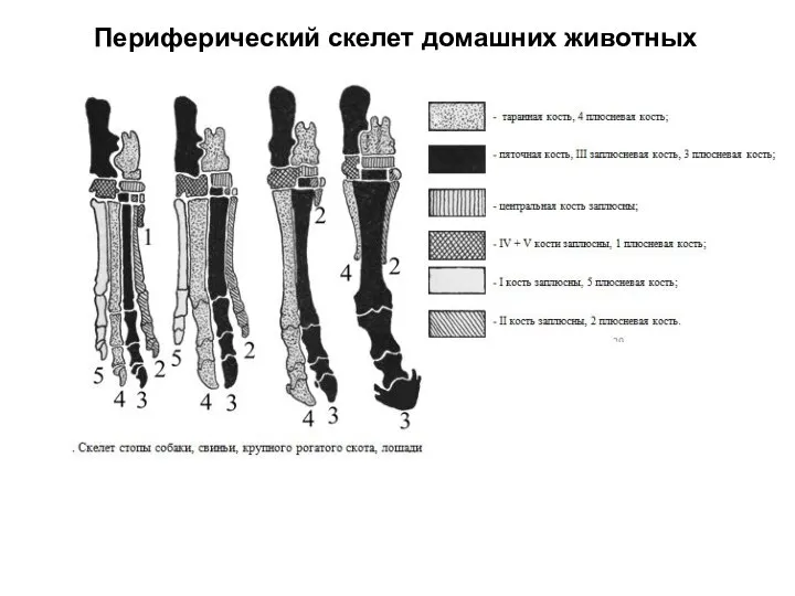 Периферический скелет домашних животных