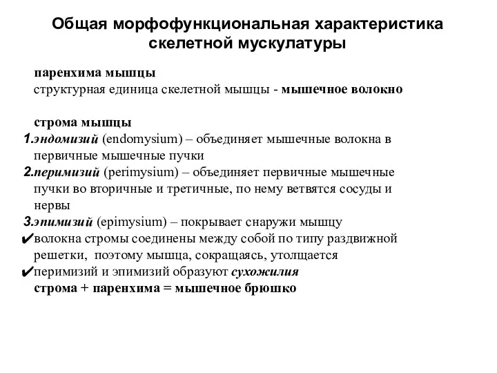 Общая морфофункциональная характеристика скелетной мускулатуры паренхима мышцы структурная единица скелетной мышцы