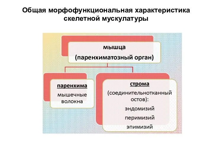 Общая морфофункциональная характеристика скелетной мускулатуры